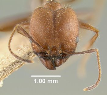 Media type: image;   Entomology 30762 Aspect: head frontal view